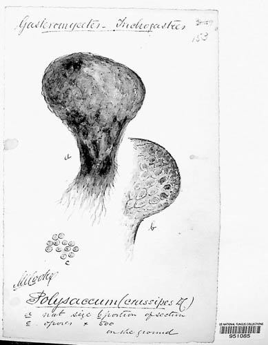 Polysaccum crassipes image